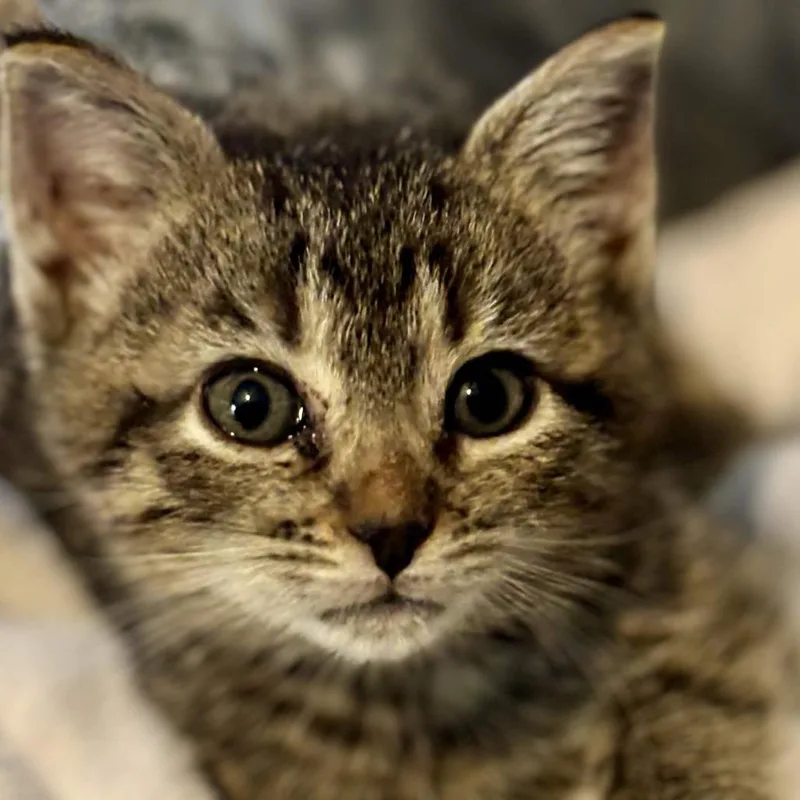 A baby small-sized male Brown / Chocolate Domestic Short Hair cat named Toad's Factory for adoption in Delaware, OH