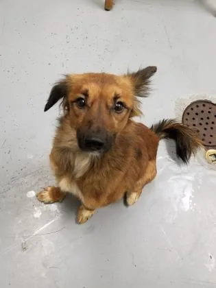 A senior small-sized male Brown / Chocolate Pomeranian dog named Dozey for adoption in Lafayette, IN
