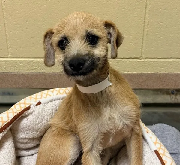 A baby medium-sized female Terrier dog named Yandel for adoption in Walnut Creek, CA