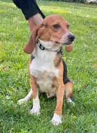 A young small-sized male Tricolor (Brown, Black, & White) Beagle dog named Dj for adoption in Atco, NJ