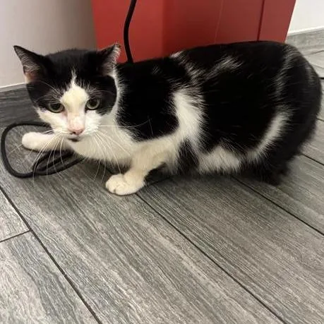 An adult medium-sized male Black Domestic Short Hair cat named Fright for adoption in Jacksonville, FL