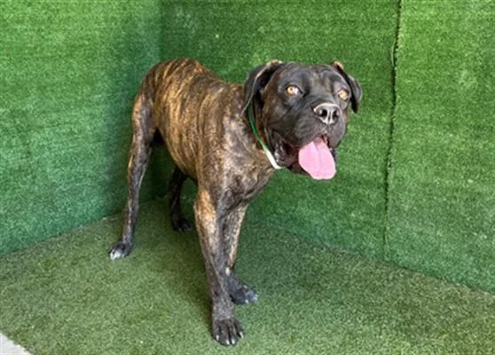 An adult large-sized male Cane Corso dog named Rocky for adoption in Lancaster, CA