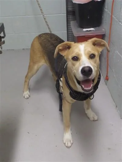 A young small-sized male Mixed Breed dog named Arrow for adoption in Augusta, GA