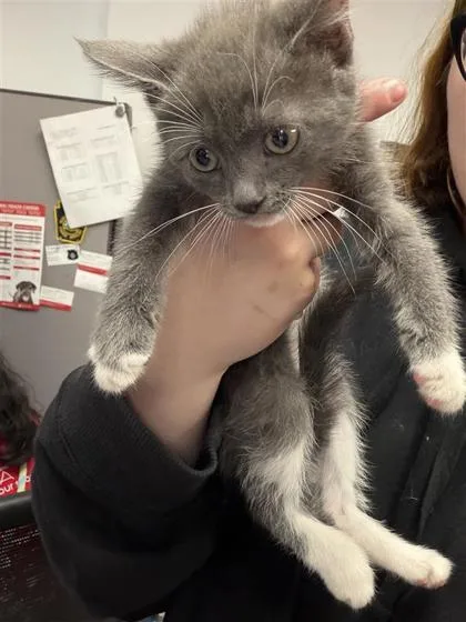 A baby small-sized female Domestic Short Hair cat named Carpenter for adoption in West Chester, PA