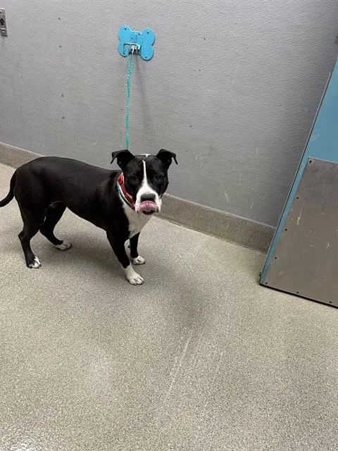 An adult medium-sized female Pit Bull Terrier dog named Mosa for adoption in Las Vegas, NV