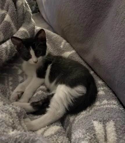 A baby small-sized female Domestic Short Hair cat named Daisy for adoption in Jacksonville, FL