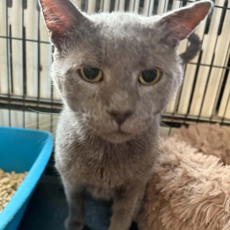 An adult medium-sized male Gray / Blue / Silver Domestic Short Hair cat named Merlin for adoption in Huntington, NY