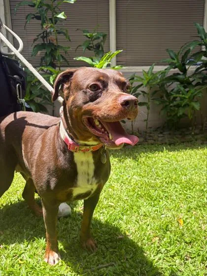 An adult large-sized female Labrador Retriever dog named Alohi for adoption in Honolulu, HI