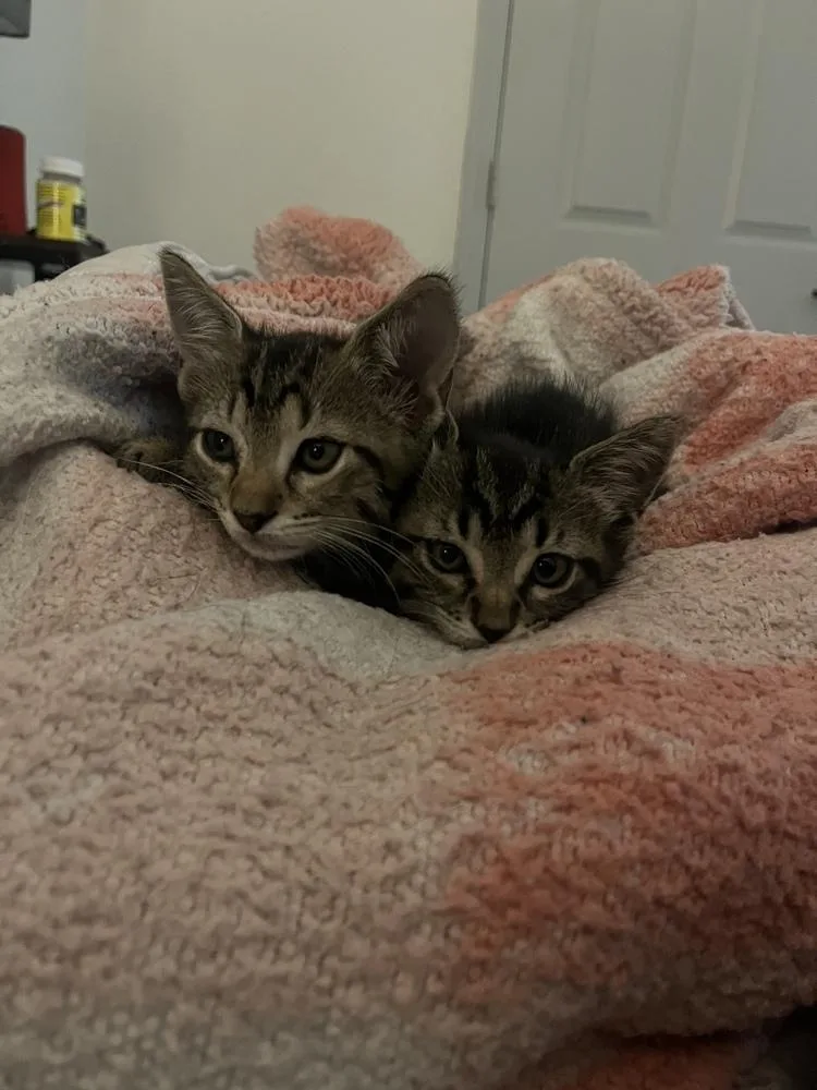 A baby small-sized female Domestic Short Hair cat named Star for adoption in Orlando, FL