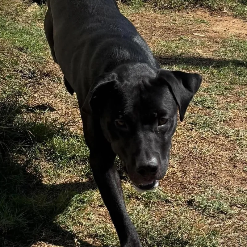 A young large-sized male Black Labrador Retriever dog named Finley for adoption in Hackett, AR