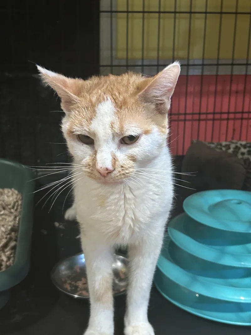 A young medium-sized male Domestic Short Hair cat named Wobbly for adoption in Havertown, PA