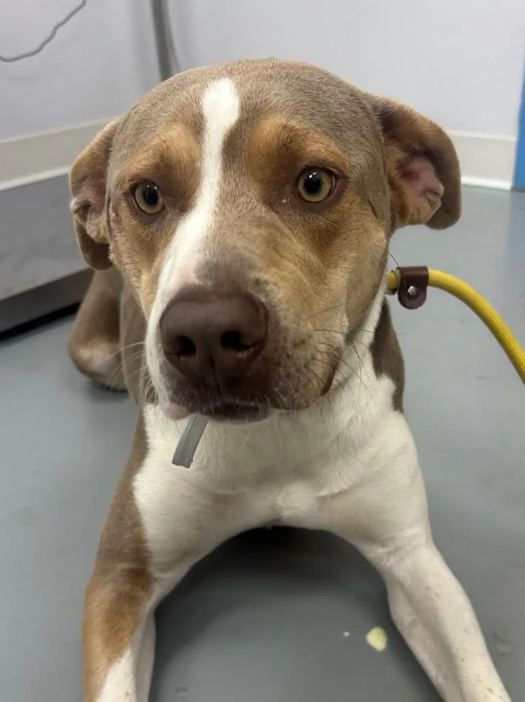 A young medium-sized male Labrador Retriever dog named Buddy for adoption in Hartsville, SC