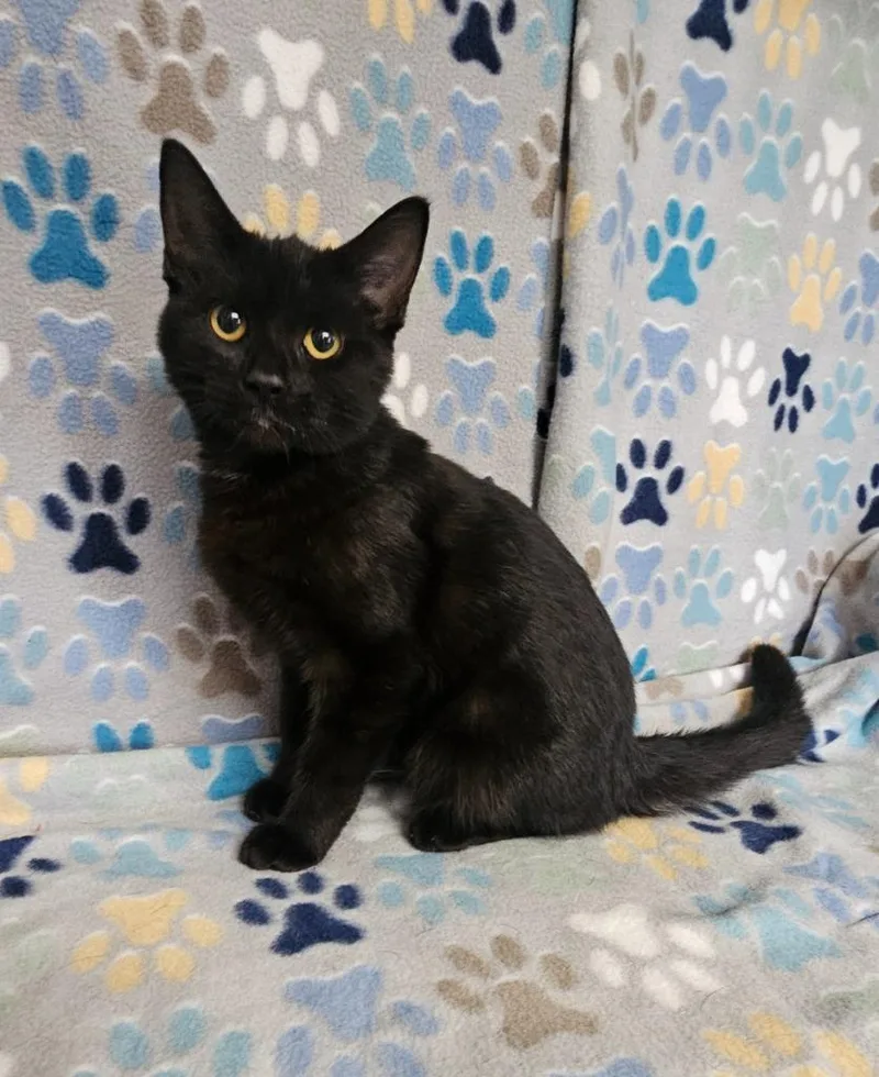 A baby medium-sized male Domestic Short Hair cat named Bill for adoption in Wabash, IN