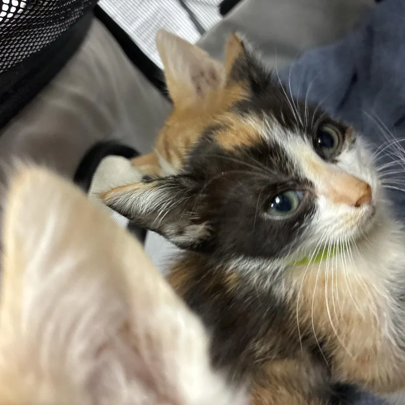 A baby small-sized female Calico Domestic Short Hair cat named Tia for adoption in Pasadena, CA