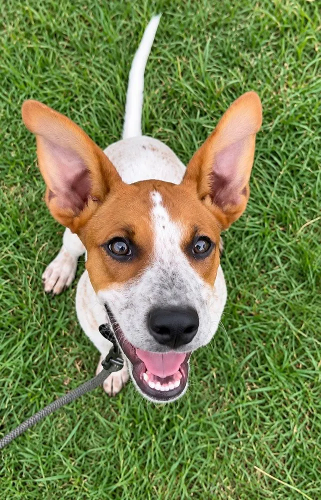A young medium-sized female Australian Kelpie dog named Dolly Parton for adoption in Saugus, MA