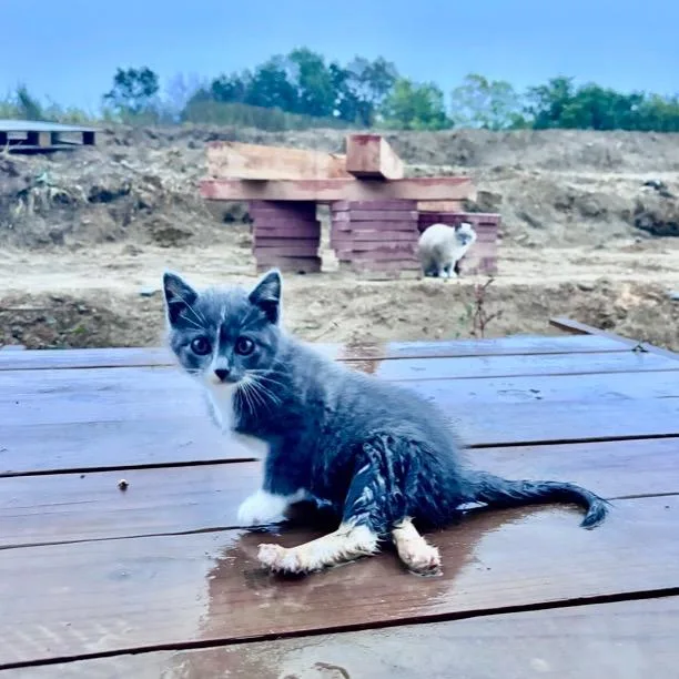 A baby small-sized male Gray / Blue / Silver Domestic Short Hair cat named Feather for adoption in Rochester, MN