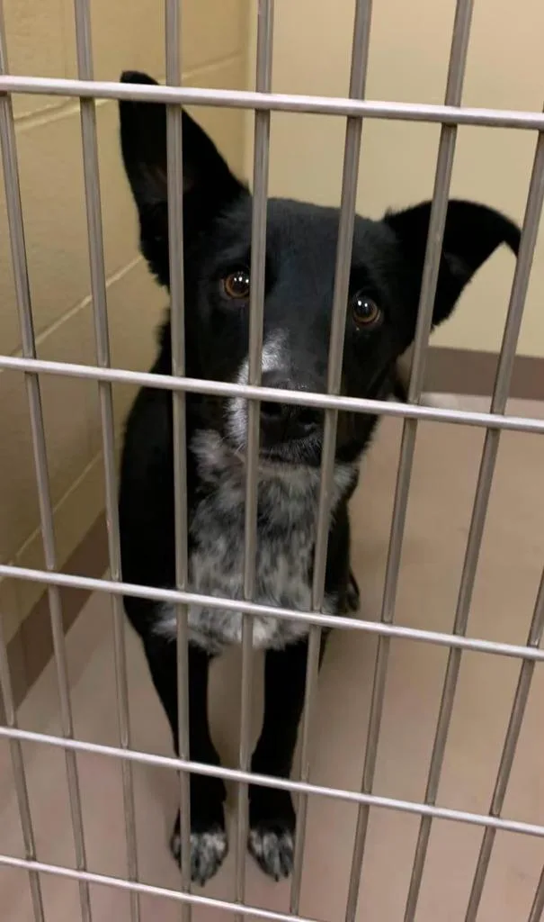 A young medium-sized female Australian Shepherd dog named Cora for adoption in Christiansburg, VA