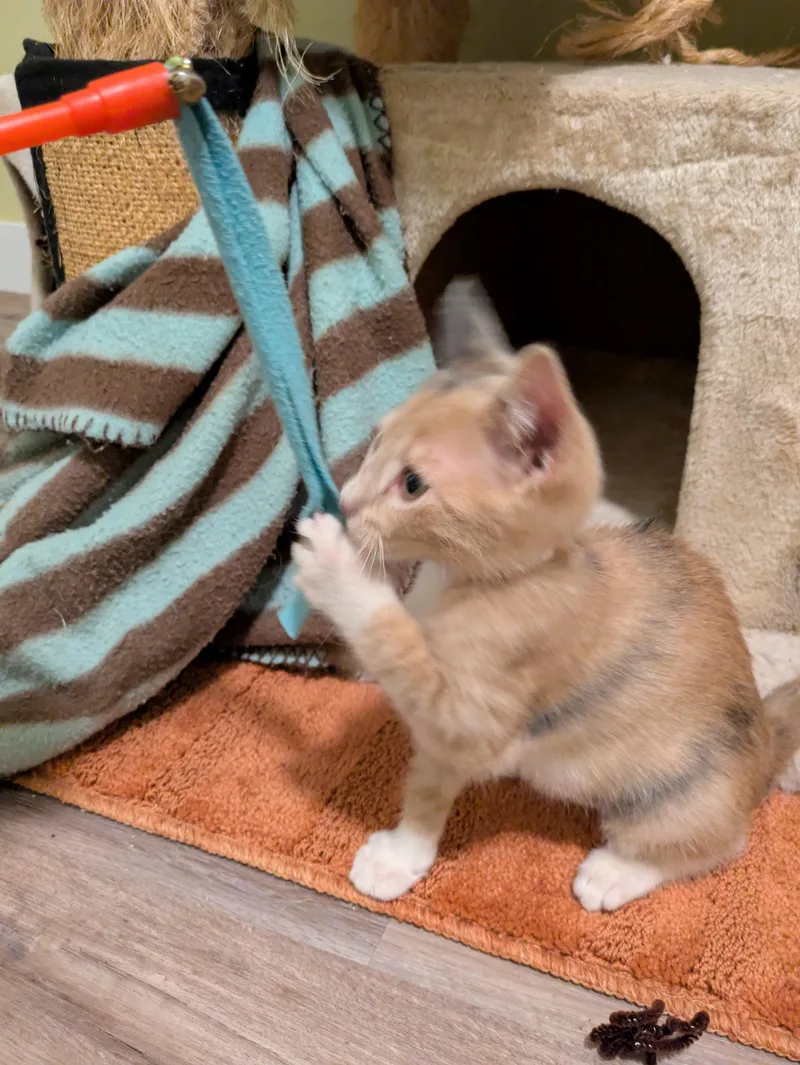 A baby small-sized female Calico cat named Enchanted for adoption in Mineral Point, WI