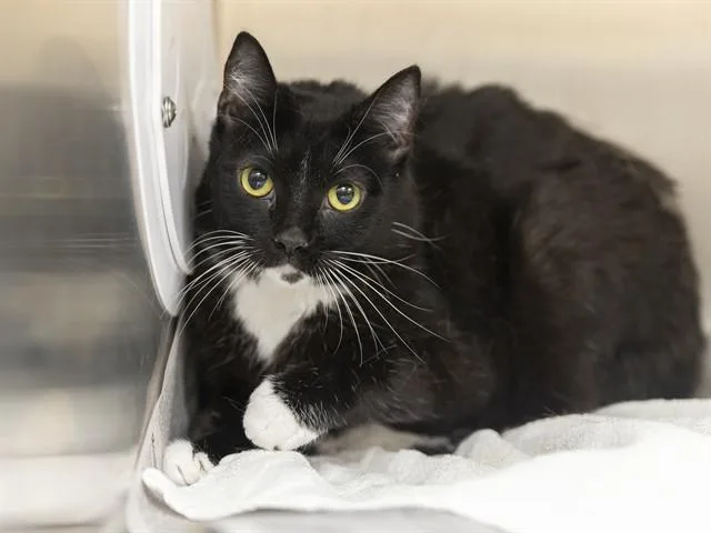 A young large-sized female Domestic Short Hair cat named Phelix for adoption in Phoenix, AZ