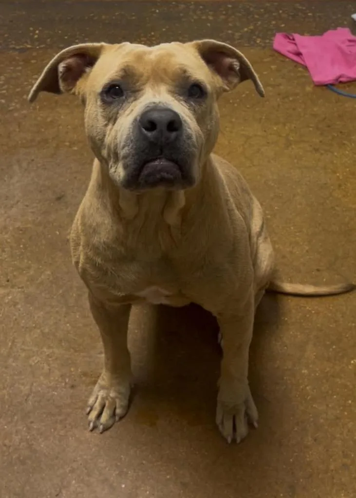 An adult medium-sized female Pit Bull Terrier dog named Princess Pittie for adoption in Waverly, TN