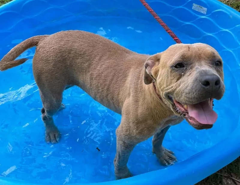 Princess Pittie thumbnail 3
