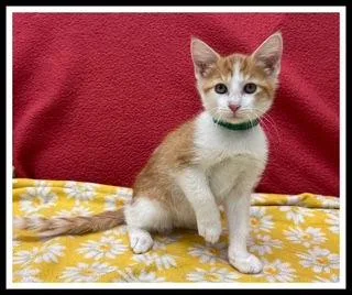 A baby small-sized male Domestic Short Hair cat named Elric for adoption in Peoria, IL