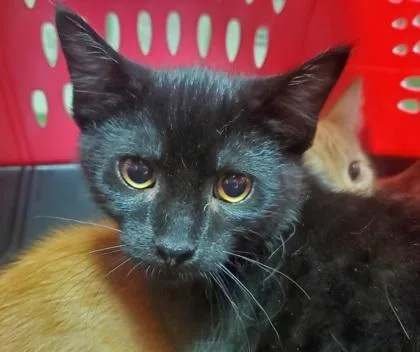 A young large-sized male Domestic Short Hair cat named Romero for adoption in Kansas City, MO