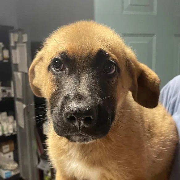 A baby large-sized male Bicolor Mixed Breed dog named Samson for adoption in Spencer, IN