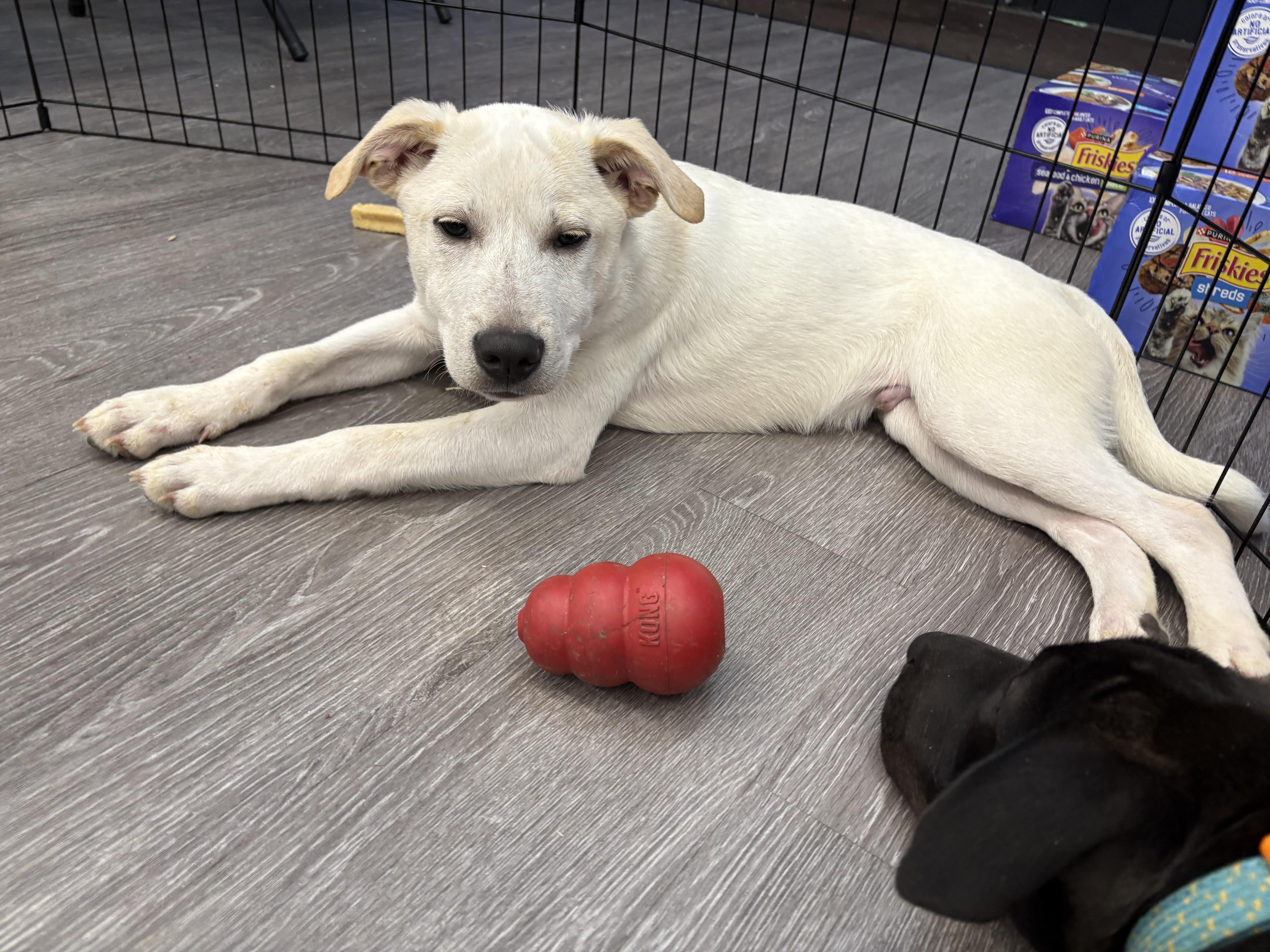 Cotton Tail thumbnail 5