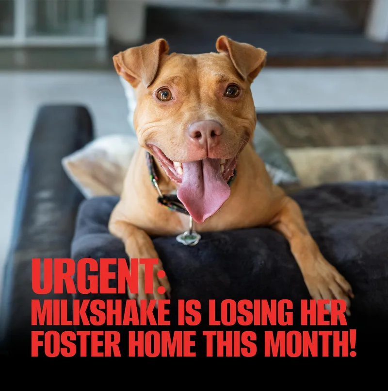 Milkshake thumbnail 2