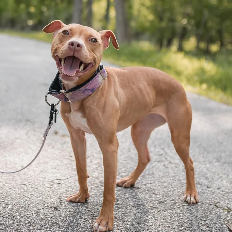 Milkshake thumbnail 4