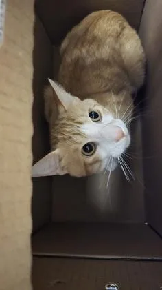 El Grande thumbnail 2