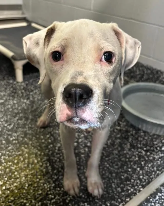 A young medium-sized female Pit Bull Terrier dog named Priya for adoption in Jackson, TN