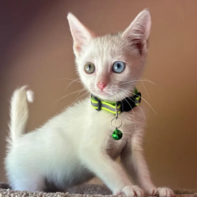A baby small-sized female White Domestic Short Hair cat named Snowball for adoption in New Port Richey, FL