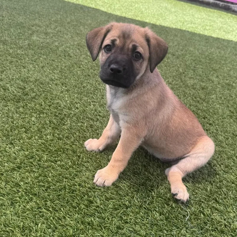 Pup