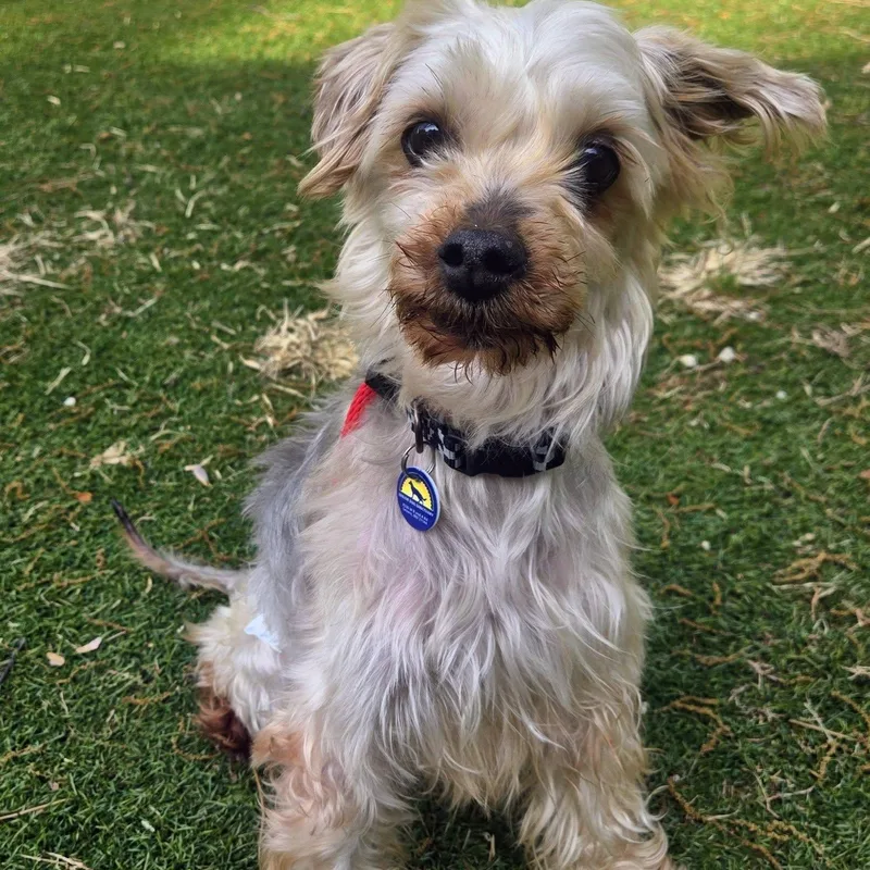 An adult small-sized male Schnauzer dog named Snickers for adoption in Severn, MD