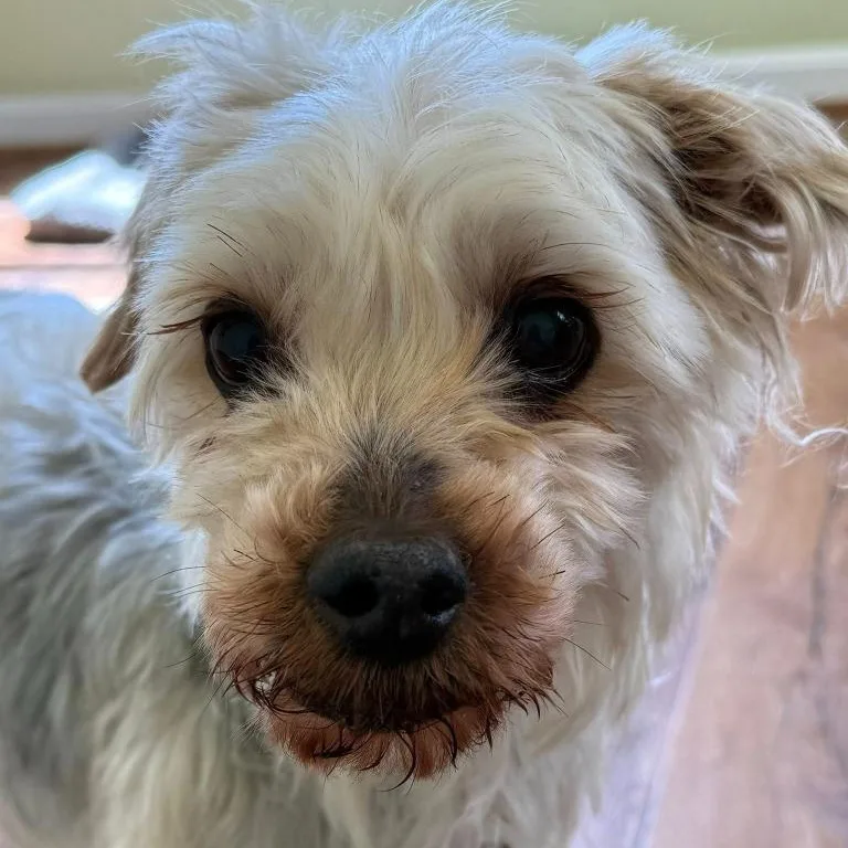 Snickers thumbnail 2