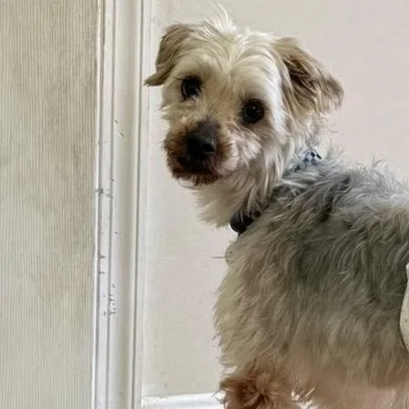 Snickers thumbnail 3