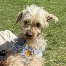 Snickers thumbnail 4