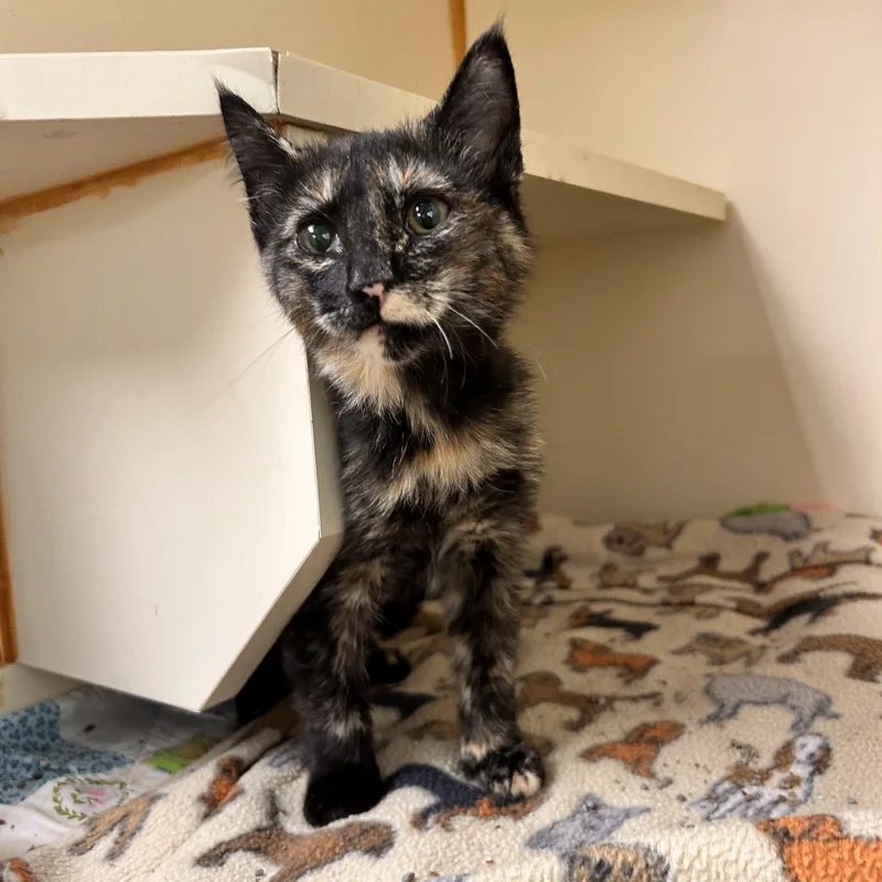 A young small-sized female Tortoiseshell Domestic Short Hair cat named Dunkin for adoption in Myerstown, PA