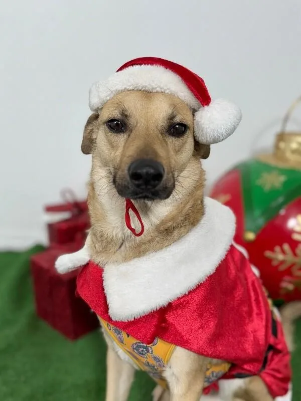 A young medium-sized male Golden Black Mouth Cur dog named Nacho for adoption in Carlsbad, CA