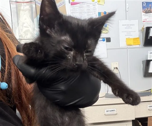 A baby medium-sized male Domestic Short Hair cat named Tulip for adoption in Dallas, TX