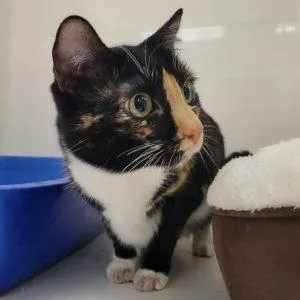 A young medium-sized female Calico cat named Hazel for adoption in Green Valley, AZ