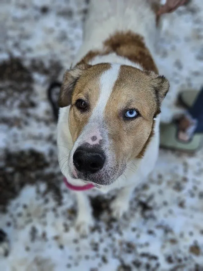 An adult medium-sized male Yellow / Tan / Blond / Fawn Collie dog named Scotty for adoption in Winona, MN