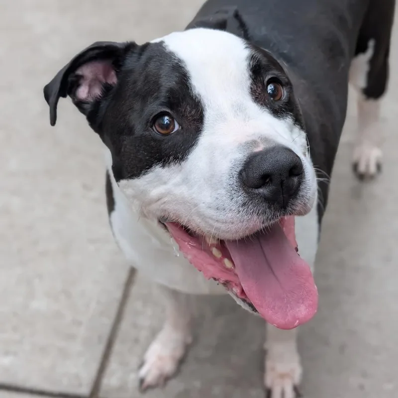 An adult large-sized male Black Mixed Breed dog named Severin for adoption in Pittsburgh, PA