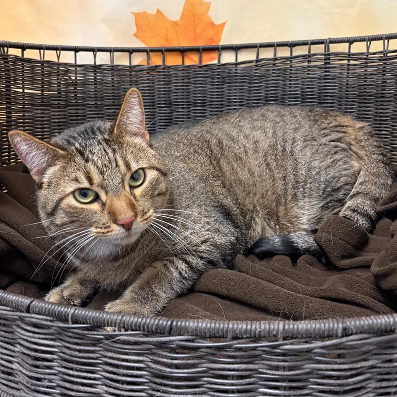 An adult extra large-sized male Brown / Chocolate American Shorthair cat named Nigel for adoption in Henderson, NV