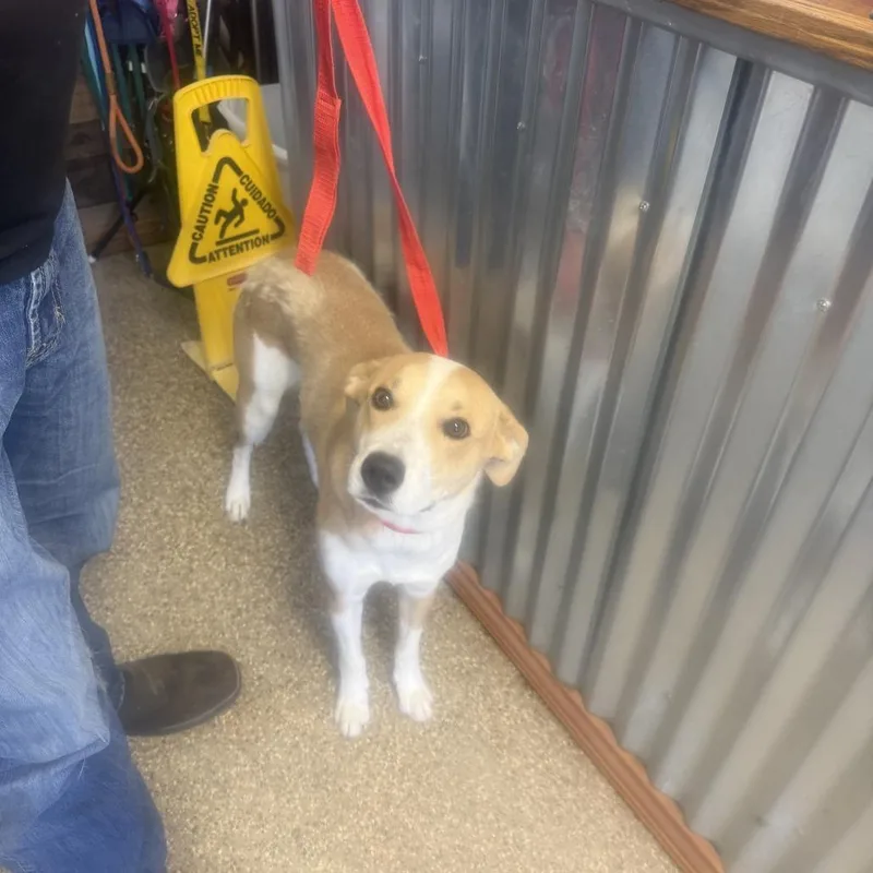 An adult medium-sized male Yellow / Tan / Blond / Fawn Labrador Retriever dog named Charlie for adoption in Carlin, NV