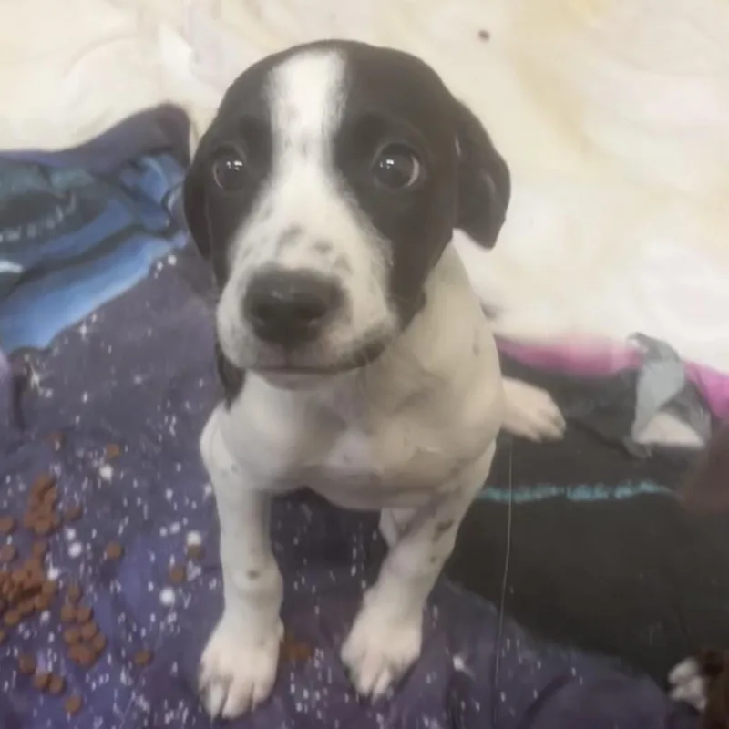 A baby small-sized female Black Mixed Breed dog named Pony for adoption in Flagstaff, AZ