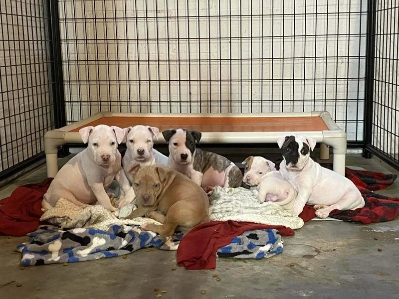 A baby medium-sized female Pit Bull Terrier dog named Muse for adoption in Pottstown, PA
