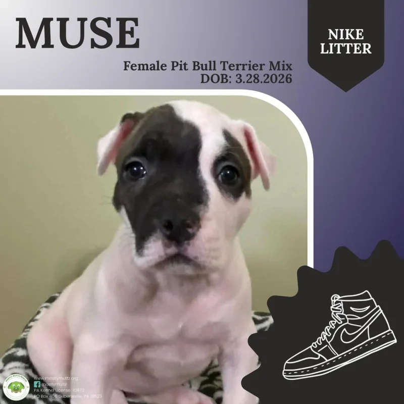 Muse thumbnail 3